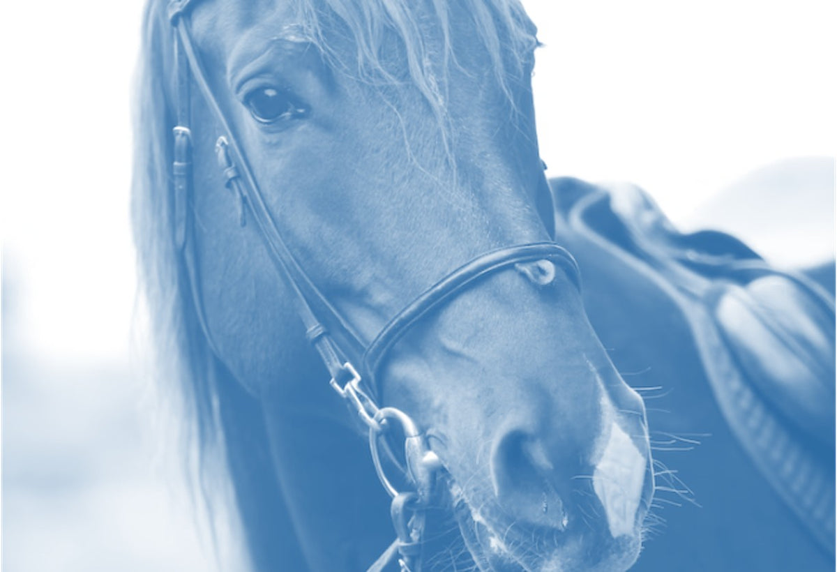 DMSO and Horses Historical Legacy and Benefits