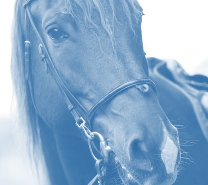 DMSO and Horses: Historical Legacy and Benefits
