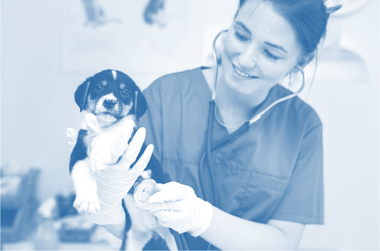 Why Veterinarians Use DMSO